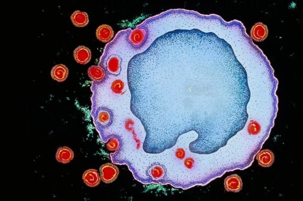 为什么新冠病毒能够治愈 艾滋病毒却不行？ 
