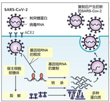 hiv病毒是什么_hiv病毒是什么病毒_hiv病毒
