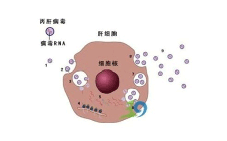 艾滋病治愈_有治愈艾滋病的中药吗_艾滋治愈新闻