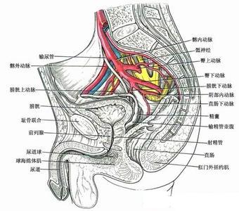 淋病梅毒男性症状图_淋病症状图片_淋病淋病症状