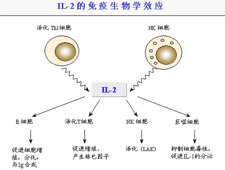 梅毒患者_二期梅毒梅毒_淋病梅毒