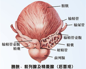 淋病有哪些症状?淋病会给男性造成哪些危害呢?