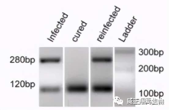 支原体污染引发细胞应激状态的一则报道