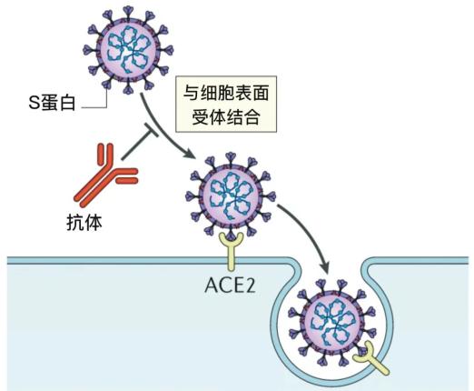HIV病毒为什么主要感染辅助性T细胞