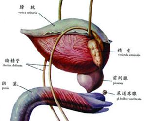 女性淋病白带症状_淋病有什么症状_淋病淋病症状