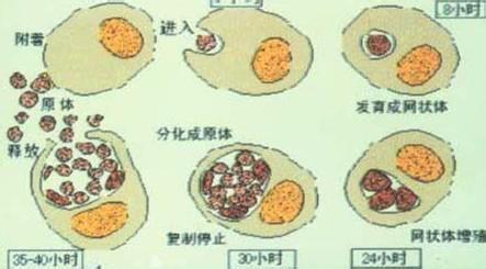 女性感染支原体衣原体的症状_妇科感染支原体的症状_支原体感染