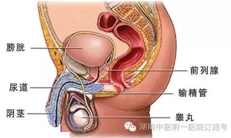 支原体感染是什么意思？怎么治疗