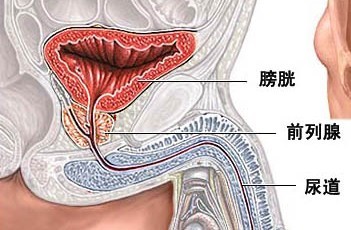 女性淋病症状_淋病症状_淋病淋病症状