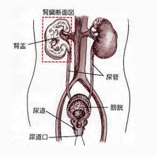 女性尿道 息肉图片