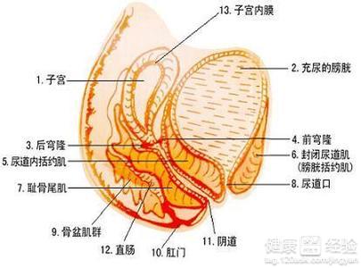 女性淋病私下的症状_淋病症状图片_淋病淋病症状