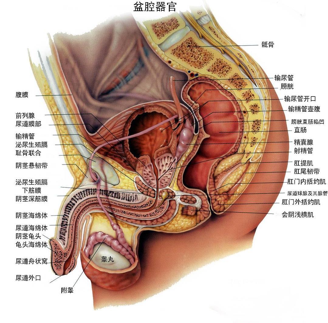 女性淋病私下的症状_淋病淋病症状_淋病梅毒男性症状图