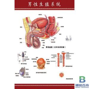 女性淋病私下的症状_淋病梅毒男性症状图_淋病淋病症状