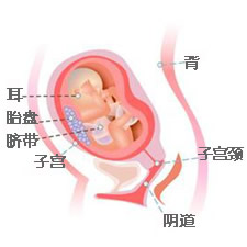 尖锐怎么得_得了尖锐湿疣_乳房得尖锐湿疹图片