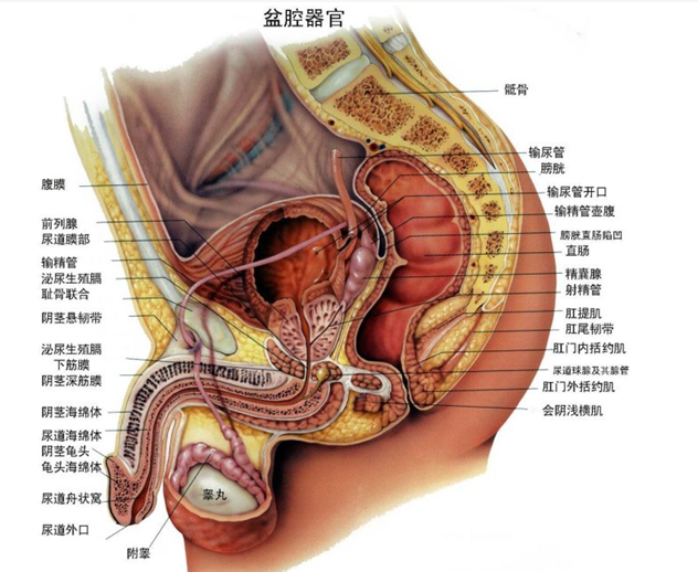 女性淋病症状_淋病_淋病梅毒