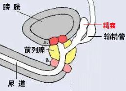 淋病_淋病梅毒_女性淋病症状