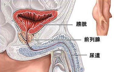 男性尿道口正常的样子图片