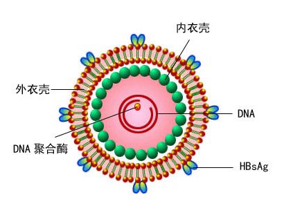 你知道尖锐湿疣病毒存活条件是什么吗?