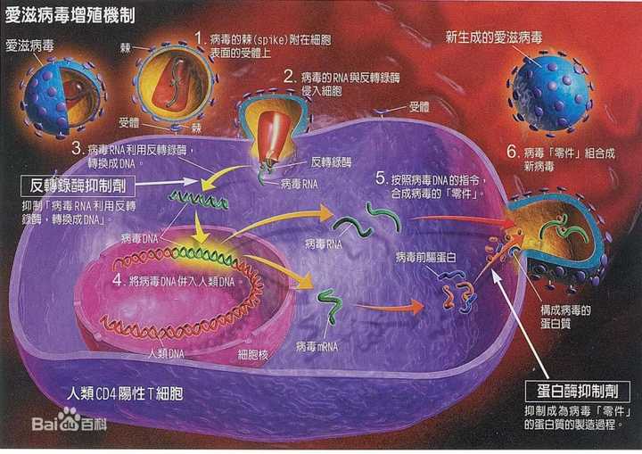 艾滋病治愈