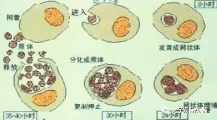 支原体感染_妇科感染支原体的症状_支原体衣原体的感染