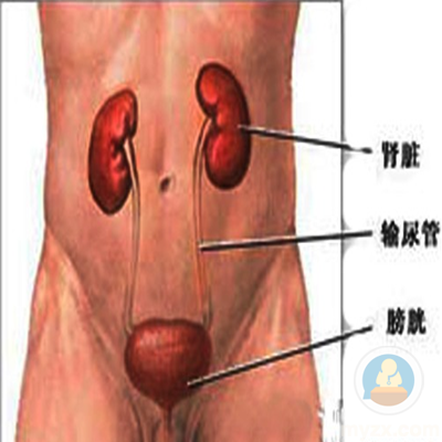 淋病淋病症状_淋病梅毒有什么症状_女性淋病私下的症状