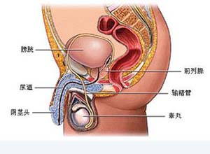 女性淋病私下的症状_淋病梅毒有什么症状_淋病淋病症状