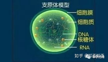 支原体感染，你了解多少？