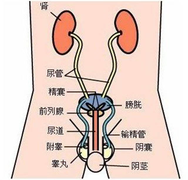 感染支原体衣原体_支原体依原体的感染原因_支原体感染