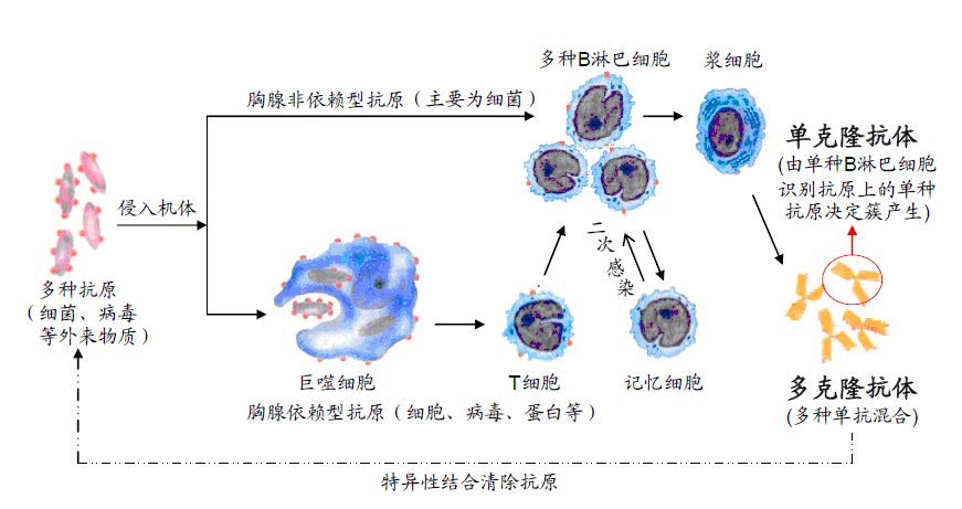 艾滋病治愈_艾滋治愈_艾滋治愈新闻