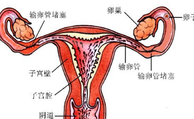 支原体依原体的感染原因_支原体 衣原体 感染_支原体感染