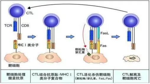 艾滋病治愈_艾滋能不能治愈_艾滋治愈十一个月一针