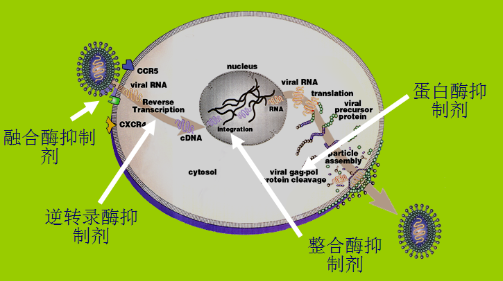 能治愈艾滋病的水果_艾滋功能性治愈_艾滋病治愈