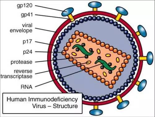艾滋病是病毒吗_艾滋病的病毒_艾滋病病毒