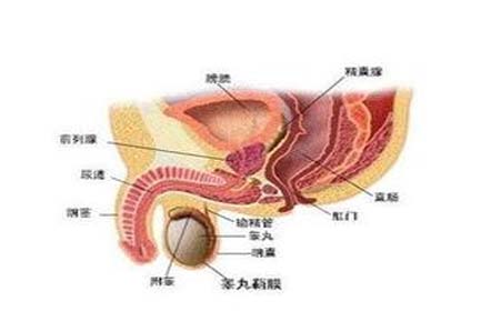 女性淋病私下的症状_淋病症状_淋病淋病症状