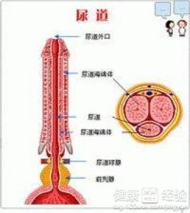 淋病淋病症状_女性淋病私下的症状_淋病症状