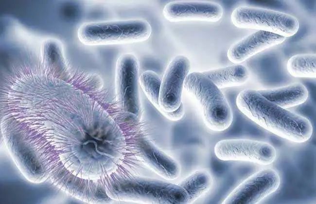 淋病奈瑟菌感染是什么？