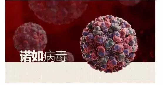 hiv病毒是什么病毒_艾滋病毒_准信艾滋试纸有病毒吗