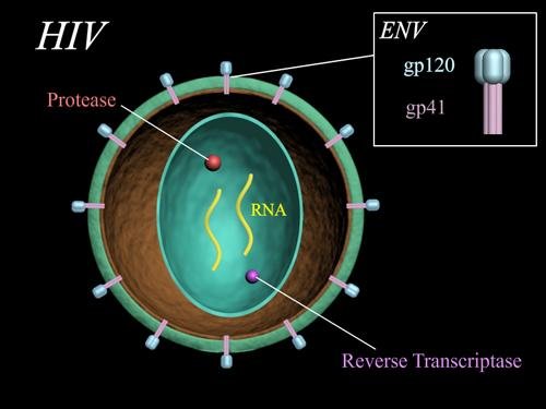 艾滋病病毒（HIV）变异快！潜伏期长！
