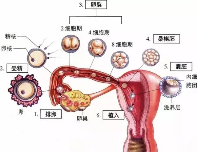 老公有尖锐湿疣，老婆却没有任何症状，这