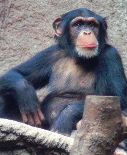 图注：非洲黑猩猩