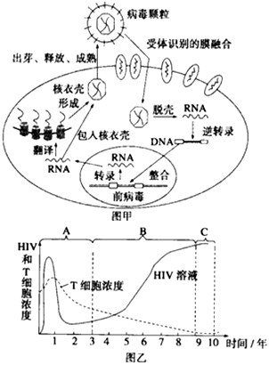 我县开展世界艾滋病病宣传日_世界艾滋病日_19世纪的世界病:霍乱