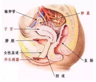 女性尖锐湿疣会有什么危害