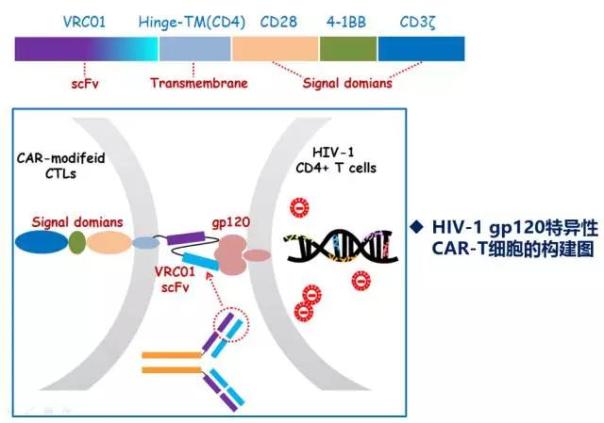 张辉教授：免疫细胞疗法对艾滋病功能性治愈的研究进展