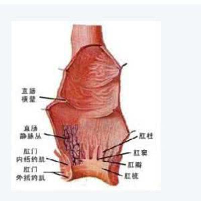 肛门出现尖锐湿疣后该如何护理