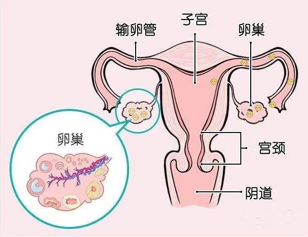 支原体感染_什么是性病?性病都是什么感染?与支原体有关吗?_支原体依原体的感染原因