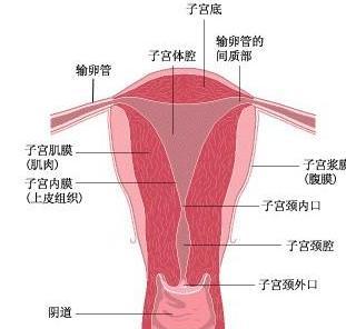 女性支原体感染应该怎样治疗