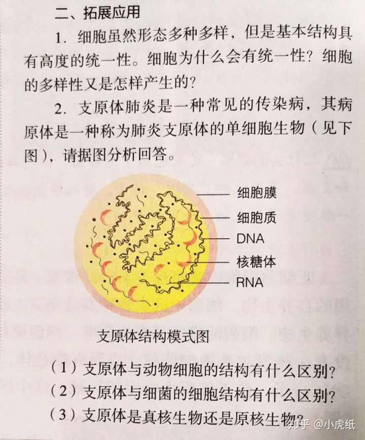 男性感染支原体症状_女童 感染 支原体 性病_支原体感染