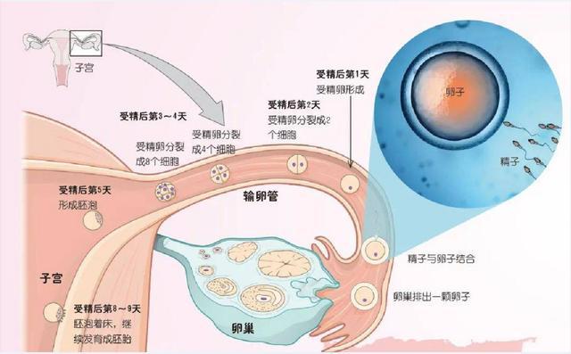 女性支原体感染不治会怎样