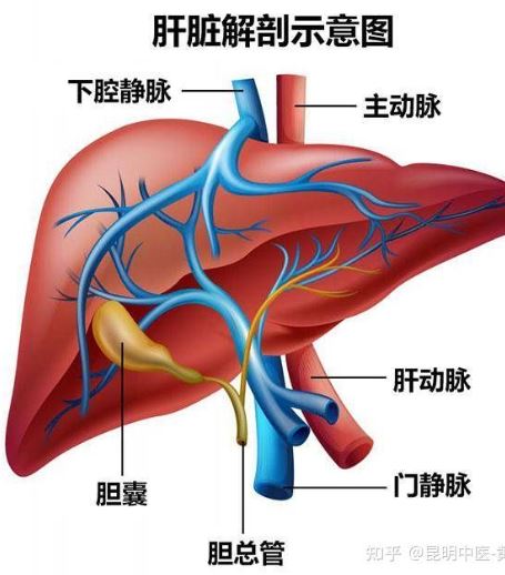 艾滋初期皮肤症状图片_艾滋病初期_艾滋初期盗汗是长期吗