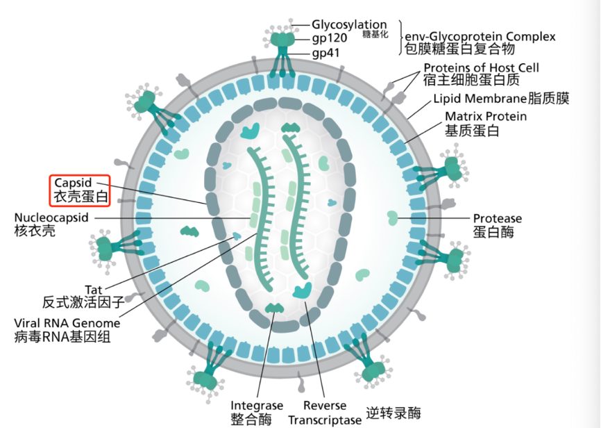 艾滋治愈新闻_艾滋病治愈_ub421可以治愈艾滋吗