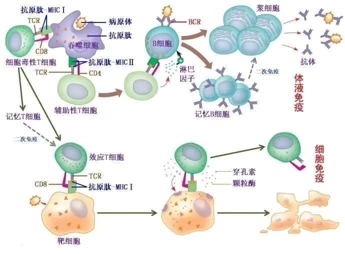 细胞免疫概念图图片